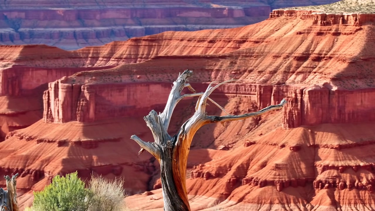 Slow lateral movement reveals more of the rugged red rock canyon behind a bleached tree trunk, with sculpted cliffs, sparse vegetation, strong sunlight, and layered depth.