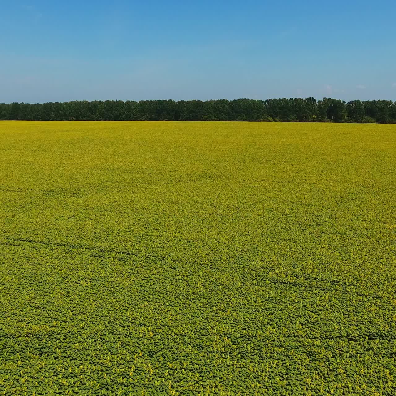 Wonderful scenery of farmland plantation. Contrasting yellow field against the blue clear sky. Aerial shot