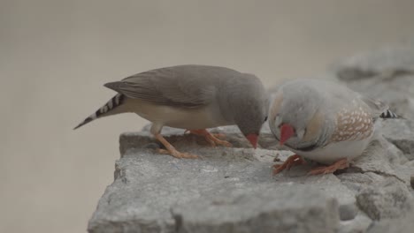 a pair of zebra finches standing and eating on the rocks