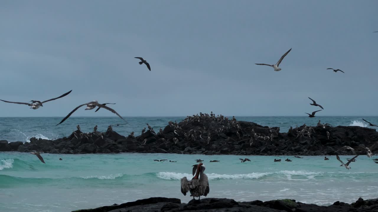 갈라파고스 제도, 에콰도르에 있는 푸른 발부비로 가득 찬 바위 앞에 서 있는 갈색 펠리칸의 모습 - 핸드헬드