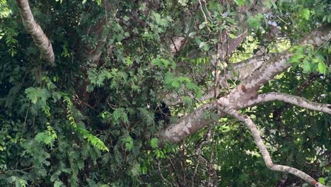 亞洲黑熊 (ursus tibetanus) 是亞洲的黑熊