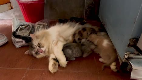 cat comfortably nursing her litter indoors