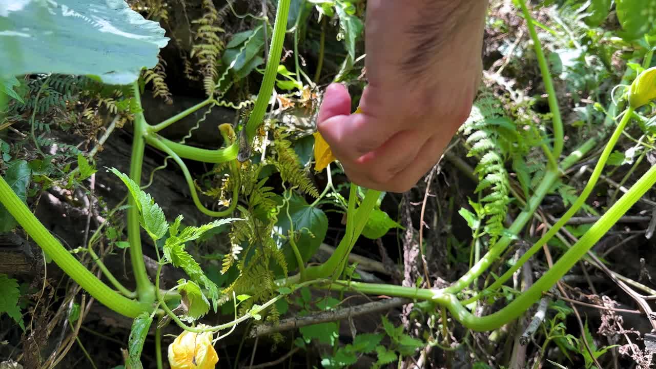 flor de calabacín amarillo gran flor capa suave que florece en primavera en el clima forestal en irán vida rural de la montaña de gilan la gente local cultiva verduras orgánicas saludables para cocinar en la cocina persa