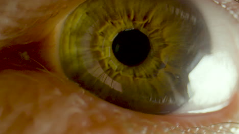 un primerísimo plano de un ojo humano verde