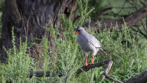 a wide shot of a pale chanting goshawk perched on a branch before flying down into the thicket, kgalagadi transfrontier park