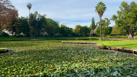 Wide-view---Dense-Water-lilies-on-pond-in-Queens-Gardens,-Perth,-Western-Australia