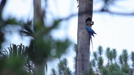 4k una pareja de guacamayos viven juntos en el tronco de una palmera