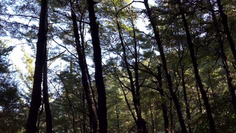 Black-tree-trunks-of-beech-forest-contrast-with-sunlight-falling-on-distant-hillside---Ashley-Gorge-Skyline-Trail---New-Zealand