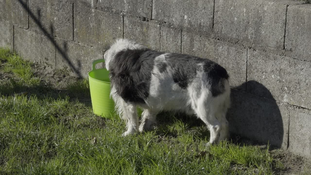 hermoso perro blanco y negro bebiendo agua en un patio trasero soleado