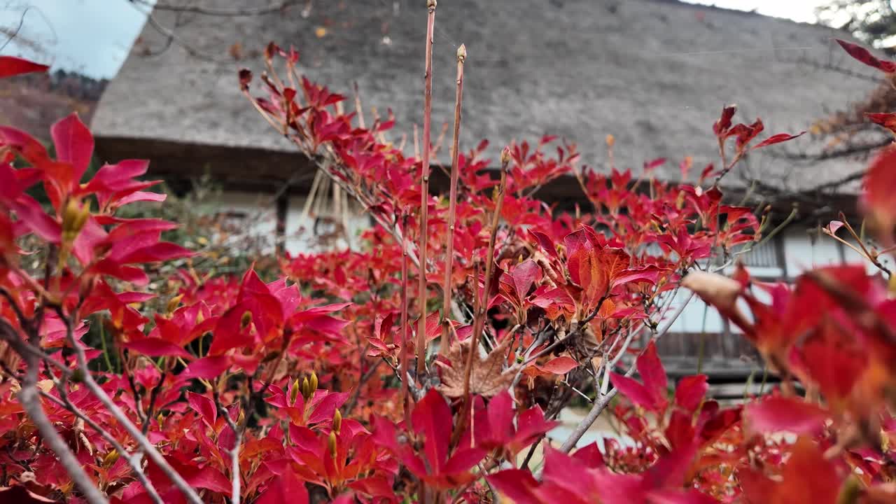 Red autumn leaves framing a traditional straw roof house in serene Shirakawa-go.