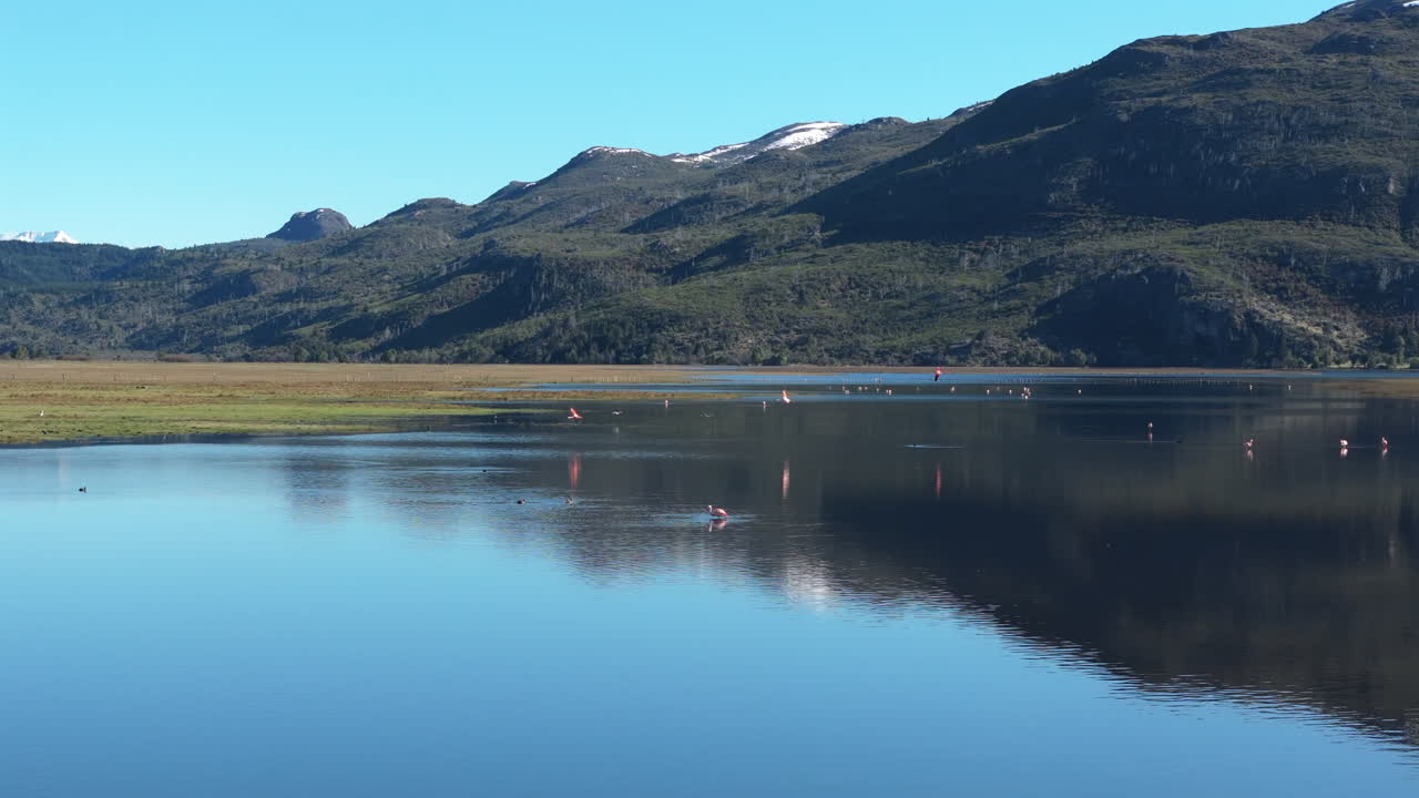 Pink flamingos wading gracefully in a serene lake of Patagonia, Argentina, with the stunning Andes Mountains reflecting in the vibrant blue water under a clear, sunny sky, follow shot