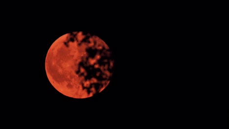 beautiful red moon moves quickly behind the black branches of the trees