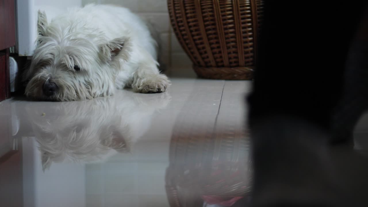 집에 있는 귀여운 개