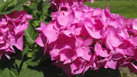 hydrangeas pink r to l movement