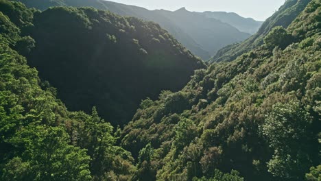 madeira, valley, dense forest, trees, droneshot aerial, mountains