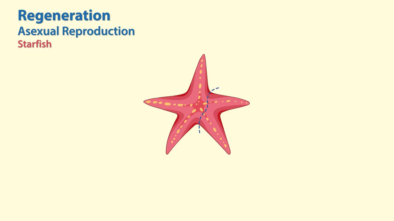 무성 번식 과정을 통해 재생되는 해별