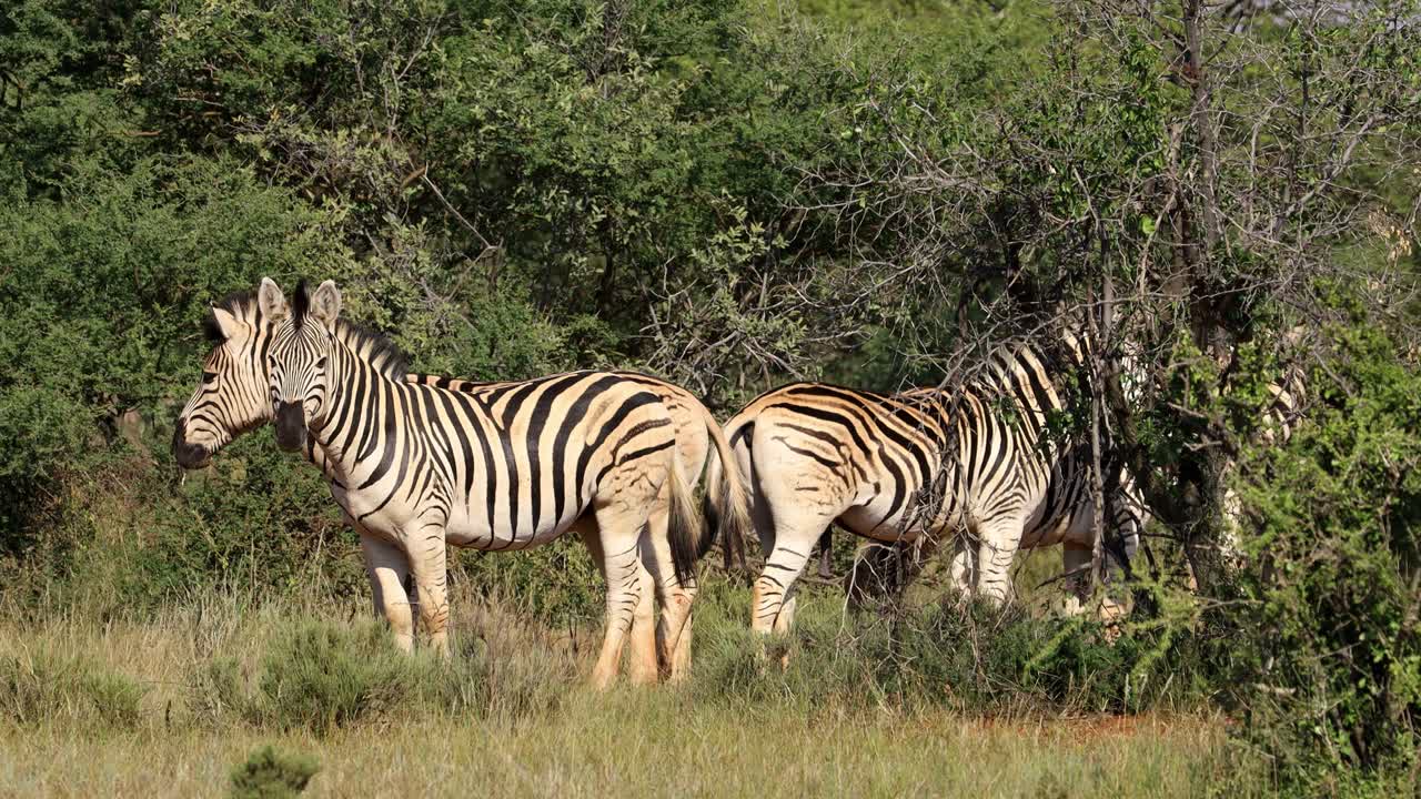 Plains zebras in natural habitat, Mokala National Park, South Africa