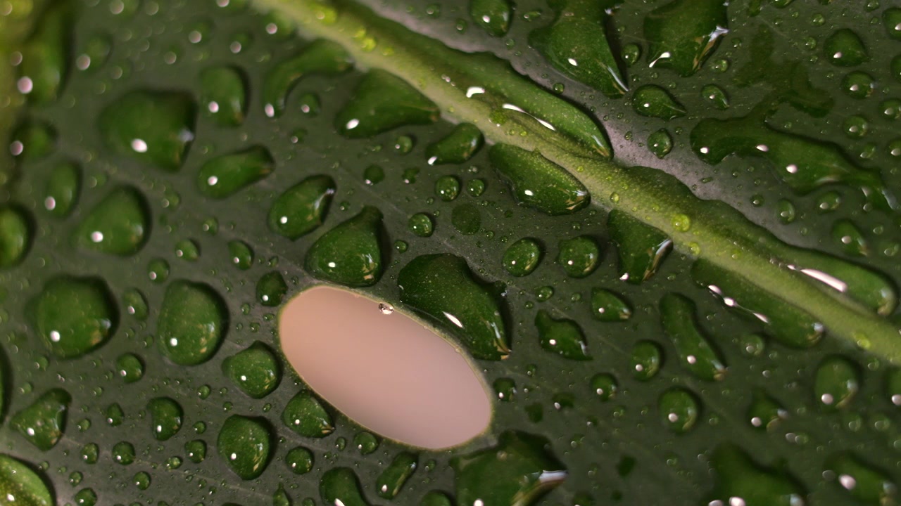 Ripresa macro con slider a 50p che si muove attraverso goccioline d'acqua su fogliame verde.