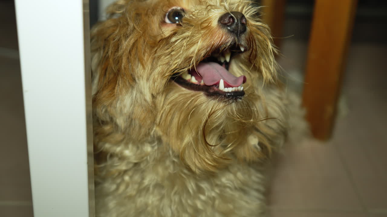 lindo cachorro cockapoo filmado en 4k