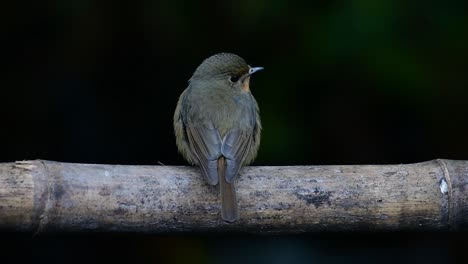 Hill-Blue-Flycatcher-Perched-on-a-Bamboo,-Cyornis-whitei