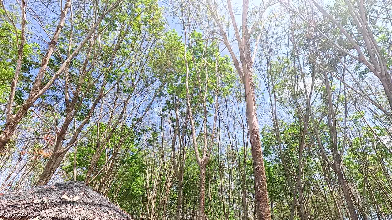 vista panorámica del bosque de árboles de caucho con cabañas y motocicletas