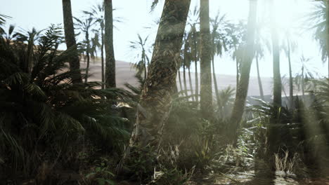 Palm-Trees-in-the-Sahara-Desert