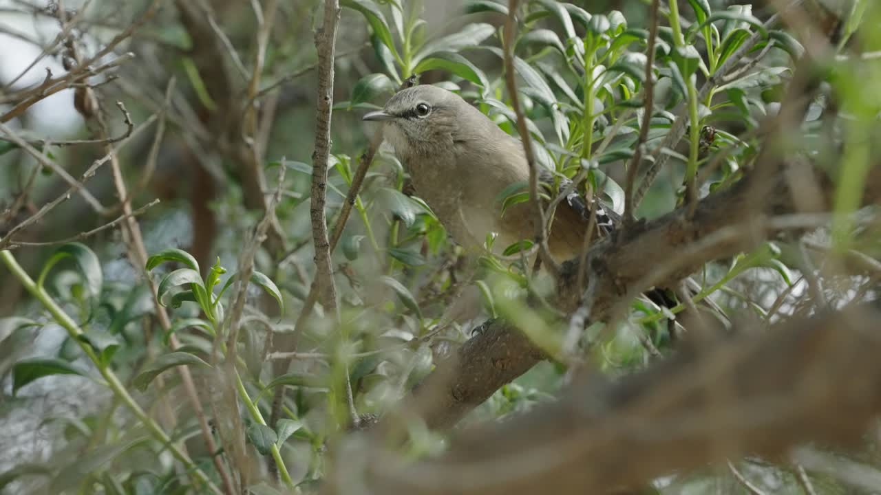 sinsonte patagónico sentado en una rama de árbol mientras mira hacia otro lado en el bosque