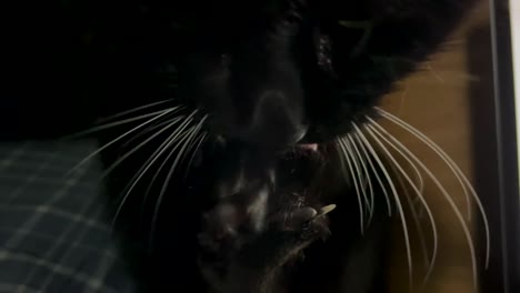 black cross-breed cat licks its paw in home ambience, kitty cleaning claws.