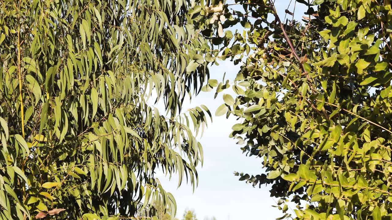 Nærbilde av eukalyptusgrener som bøyer seg i vinden, blader som flagrer og fanger sollyset, og en levende himmel i bakgrunnen. 4K