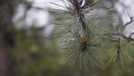 forest, pine branch with cones on a background of blurry trees. soft focus, close up