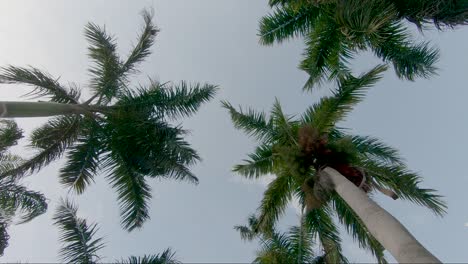 Looking-up-on-beautiful-palm-trees-against-a-blue-sky