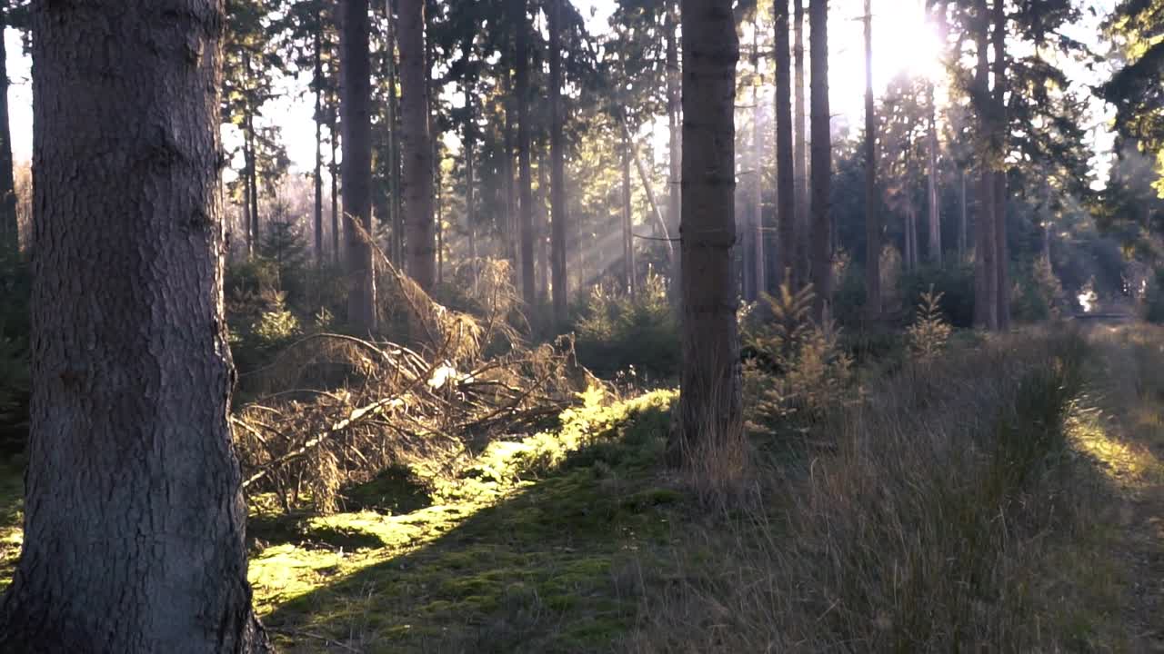 la luz del sol filtrándose a través de un bosque