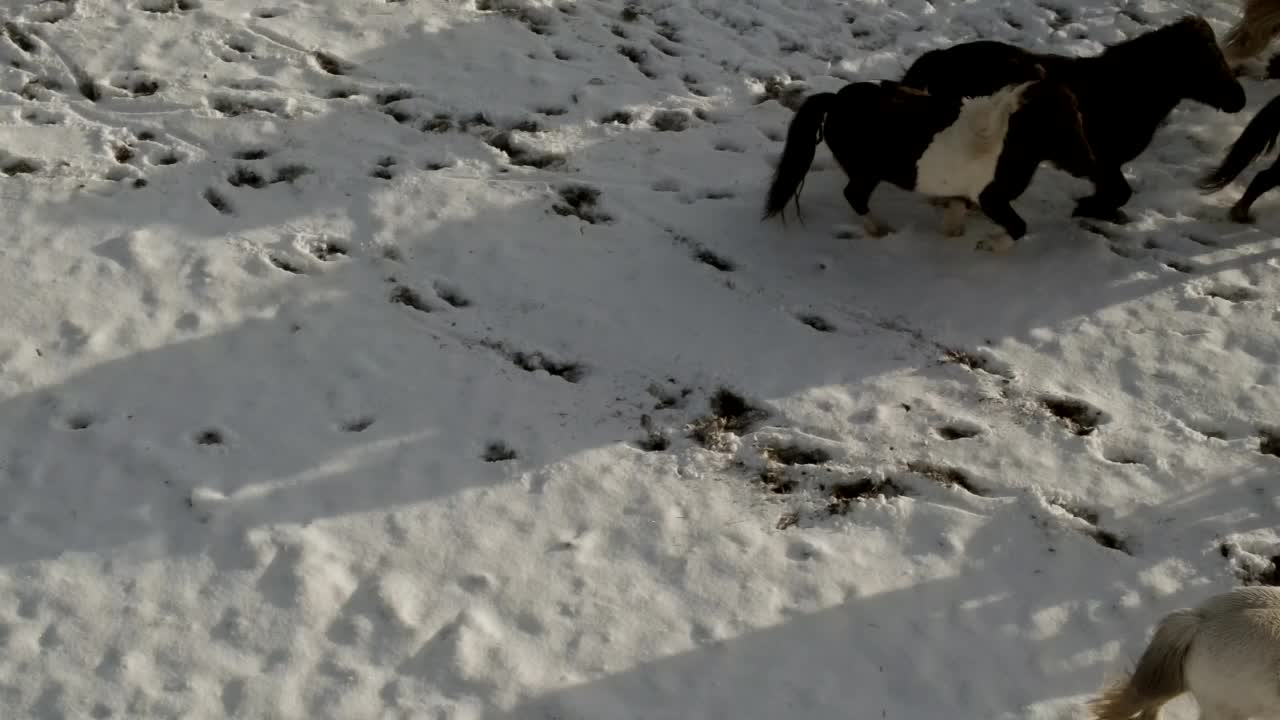 아이슬란드의 눈 인 에서 달리는 다채로운 말들의 독특한 영화적 촬영입니다.