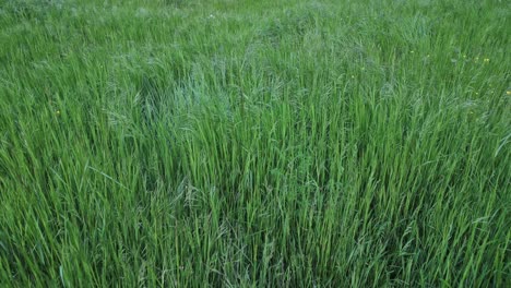 verdant grass blades swaying softly under gentle wind, creating serene landscape with vibrant green vegetation rippling across rural meadow under bright sunlight