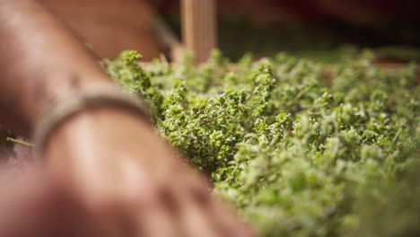 una persona prepara plantas medicinales en un secador, primer plano de las manos en el trabajo