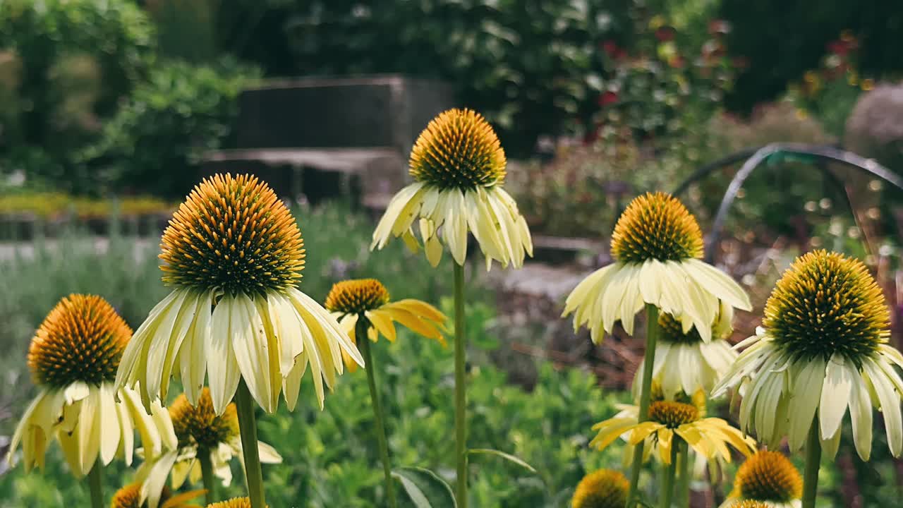 Echinacee Gialle in un Giardino
