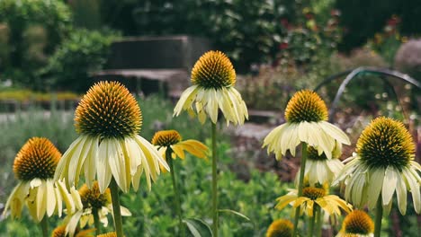 flores de cono amarillas en un jardín