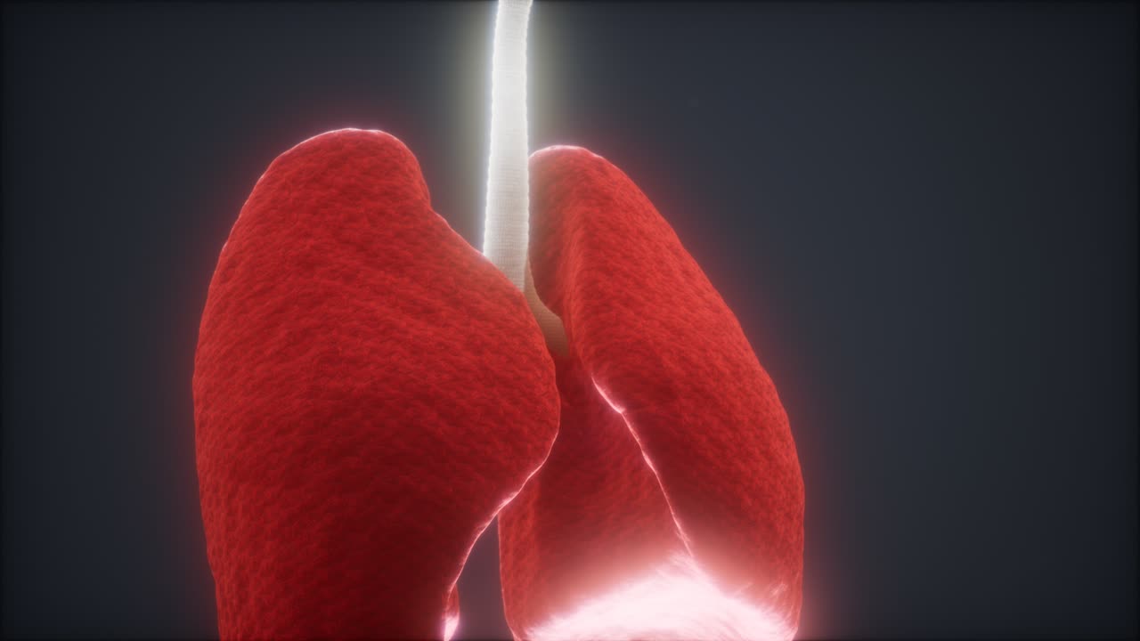 animación en 3d de los pulmones humanos