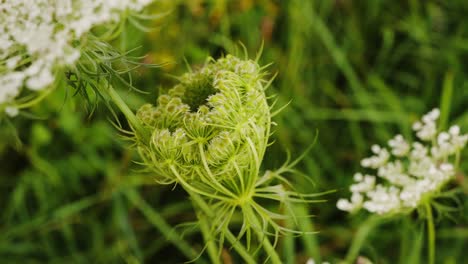 vista de cerca de daucus carota balanceándose suavemente en el jardín del prado