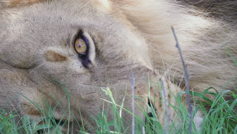 beautiful close up shot of the face of an adult male lion resting in the grass in chobe national park