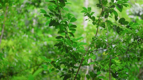 Lush-green-leaves-of-a-shrub-move-gently-in-the-wind
