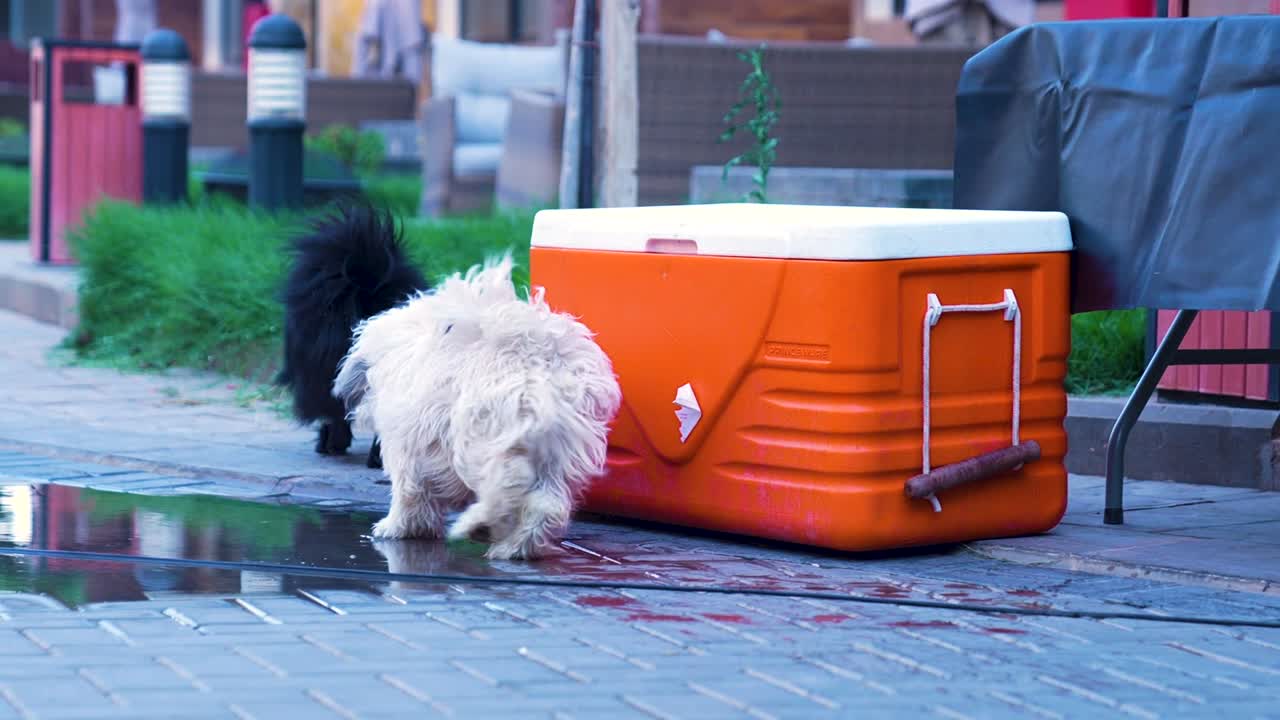 귀여운 강아지 2마리가 밖에서 놀고 있어요