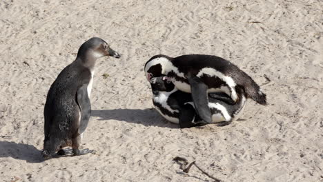 Dos-Pingüinos-Africanos-Abrazándose-En-La-Arena-Con-Un-Joven-Mirándolos,-En-La-Playa-De-Boulders,-Península-Del-Cabo,-Sudáfrica