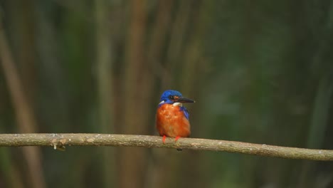 Un-Pájaro-Martín-Pescador-De-Orejas-Azules-Sentado-Relajado-En-Una-Rama