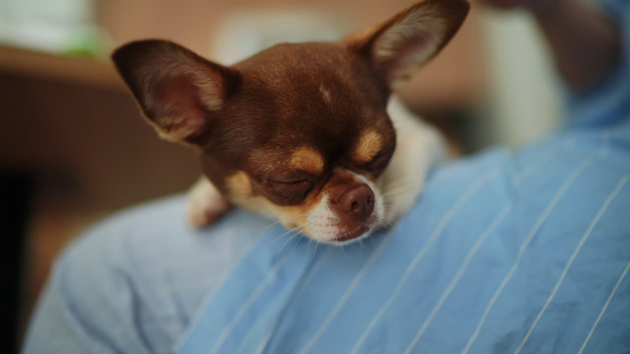 Yawning chihuahua dog closeup on lap