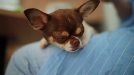 yawning chihuahua dog closeup on lap