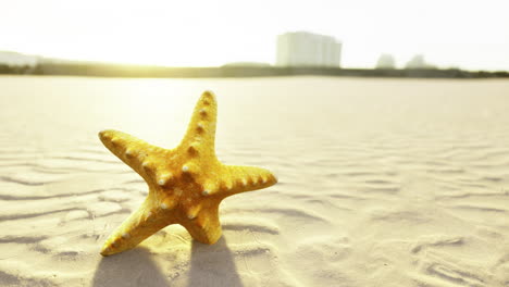 golden starfish resting on sandy beach at sunset near skyline