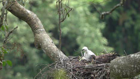 Ein-Javanisches-Habichtsadlerküken-Mit-Weißen-Federn-Befindet-Sich-In-Begleitung-Seiner-Mutter-In-Einem-Nest-In-Einem-Großen-Baum