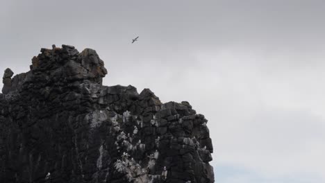cerca de la cima de la roca hvitserkur mientras el fulmar del norte vuela sobre, islandia