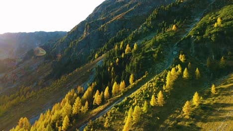 Switzerland,-Pontresina,-Alps,-Nature,-Lark,-Autumn,-Mountain,-Wood,-documentary